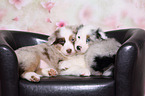 2 Australian Shepherd Puppies