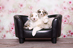 2 Australian Shepherd Puppies