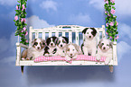 Australian Shepherd Puppies