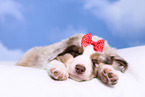 Australian Shepherd Puppy