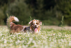 Australian Shepherd in a flower field