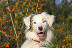 Australian Shepherd Portrait