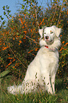 sitting Australian Shepherd