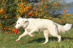 playing Australian Shepherd