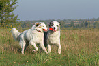 2 playing Australian Shepherds