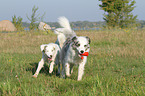 2 playing Australian Shepherds