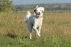 running Australian Shepherd