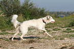 running Australian Shepherd