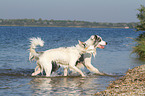 2 playing Australian Shepherds