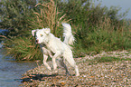 running Australian Shepherd