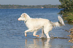 running Australian Shepherd