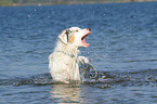 bathing Australian Shepherd