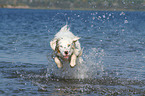 jumping Australian Shepherd