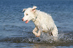 running Australian Shepherd