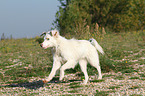 running Australian Shepherd