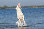 playing Australian Shepherd