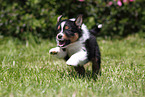 Australian Shepherd Puppy
