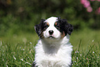 Australian Shepherd Puppy