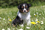 Australian Shepherd Puppy