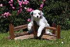 Australian Shepherd Puppy