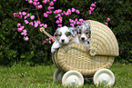 2 Australian Shepherd Puppies