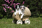 2 Australian Shepherd Puppies