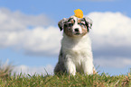 Australian Shepherd Puppy