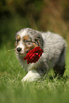 Australian Shepherd Puppy