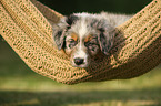 Australian Shepherd Puppy