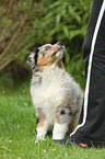 Australian Shepherd Puppy