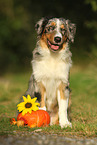 sitting Australian Shepherd