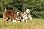 Australian Shepherds