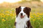 Australian Shepherd Portrait