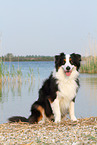 sitting Australian Shepherd