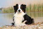 lying Australian Shepherd