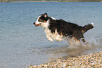 running Australian Shepherd