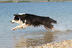 running Australian Shepherd