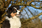 Australian Shepherd Puppy