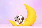 Australian Shepherd Puppy