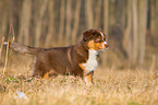 Australian Shepherd Puppy