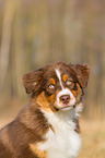 Australian Shepherd Puppy