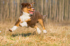 Australian Shepherd Puppy