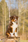 Australian Shepherd Puppy