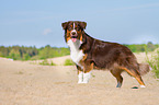young Australian Shepherd