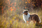 Australian Shepherd