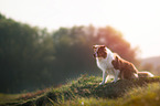 sitting Australian Shepherd