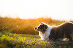 lying Australian Shepherd