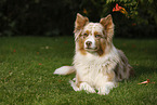 lying Australian Shepherd
