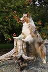Australian Shepherd
