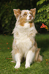 sitting Australian Shepherd